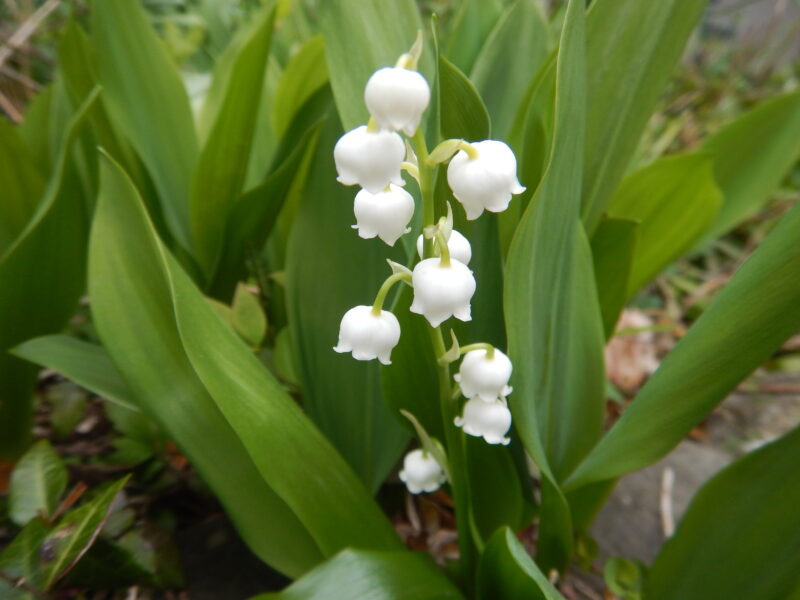 4月から咲き始めるスズランの花言葉は 再び幸せが訪れる