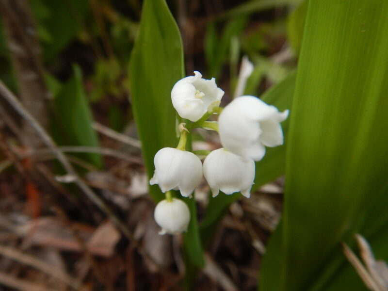 4月から咲き始めるスズランの花言葉は 再び幸せが訪れる