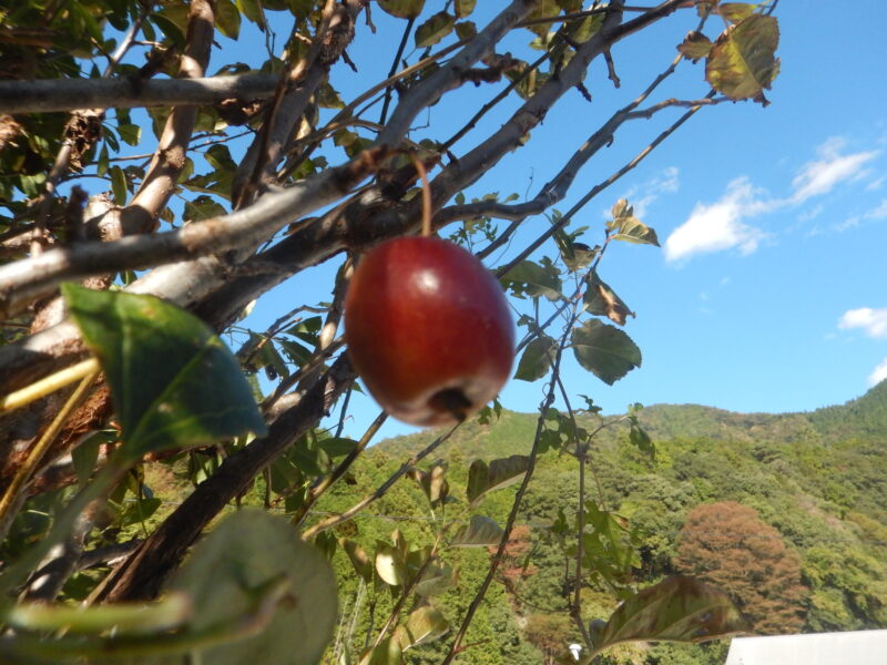 ヒメリンゴの小さな赤い実
