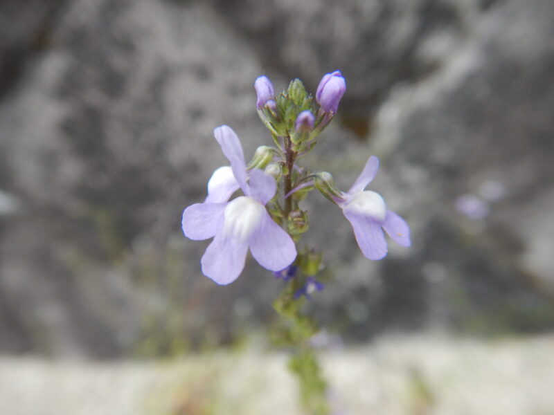 トキワハゼは 白地に紫の花を長く咲かせ 実は種をはじき飛ばします