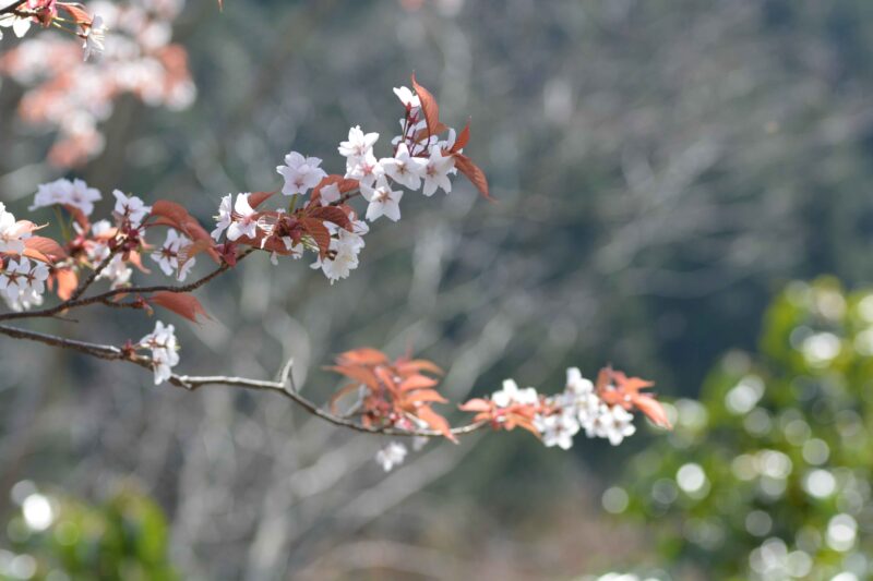 新緑の中で 白や薄いピンクの花を咲かせるヤマザクラ 山桜