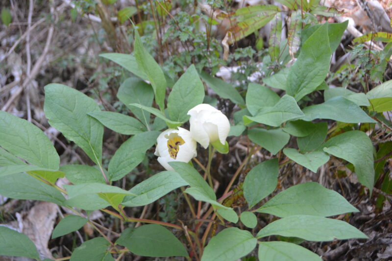 ヤマシャクヤクの花と葉