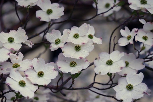 ハナミズキの白い花