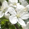 ヒメリンゴの白い花