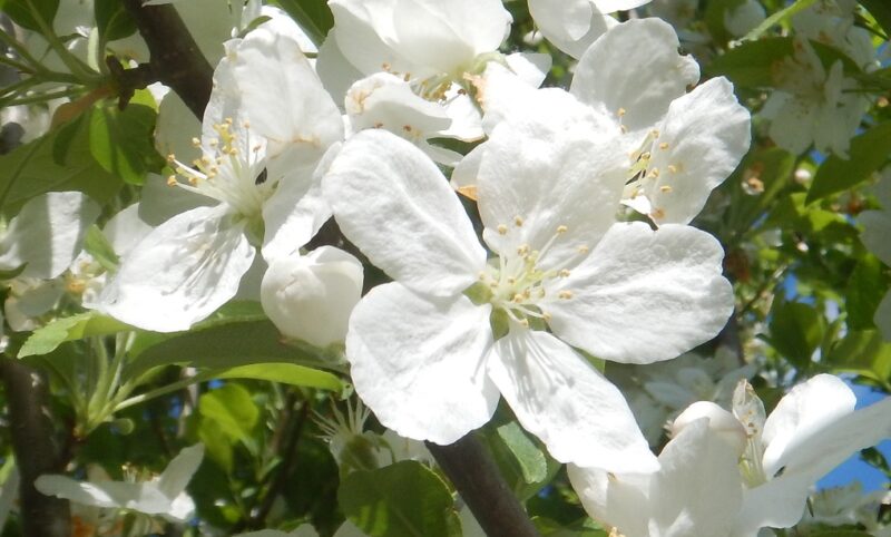 ヒメリンゴの白い花