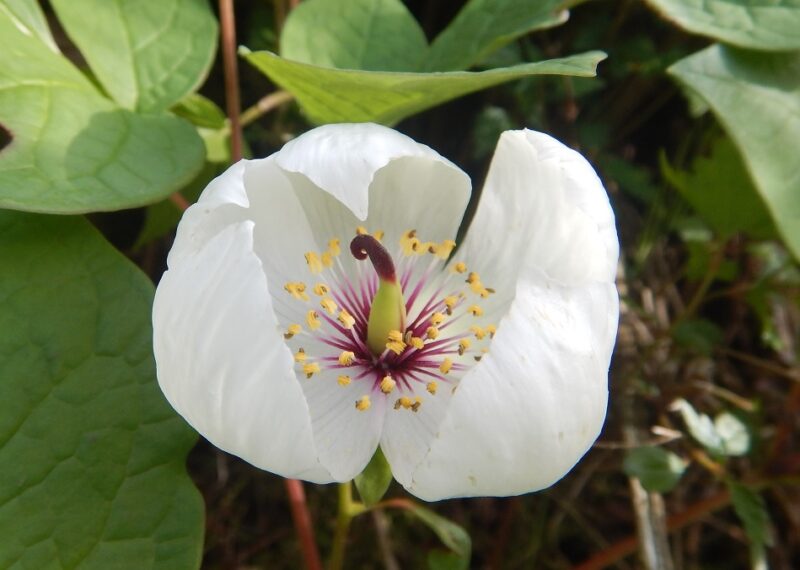 ヤマシャクヤクの白い花
