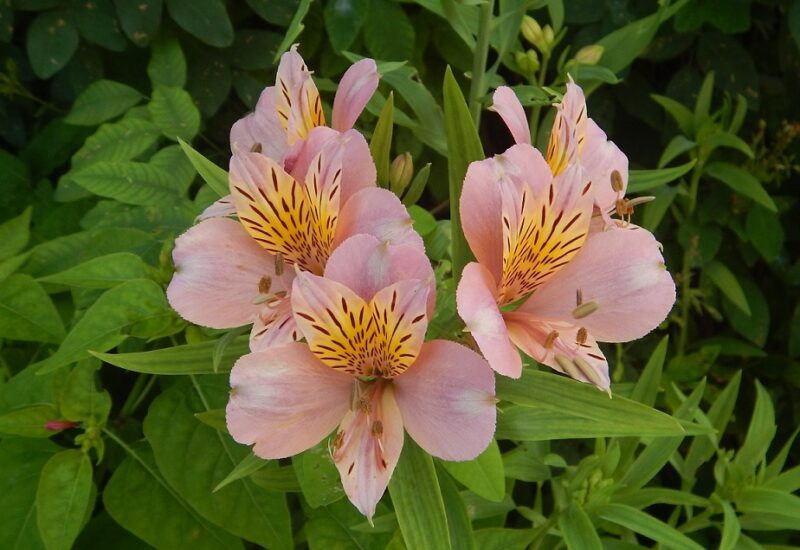 ユリズイセン アストロメリア は花弁に縞模様がつき 葉はねじれます