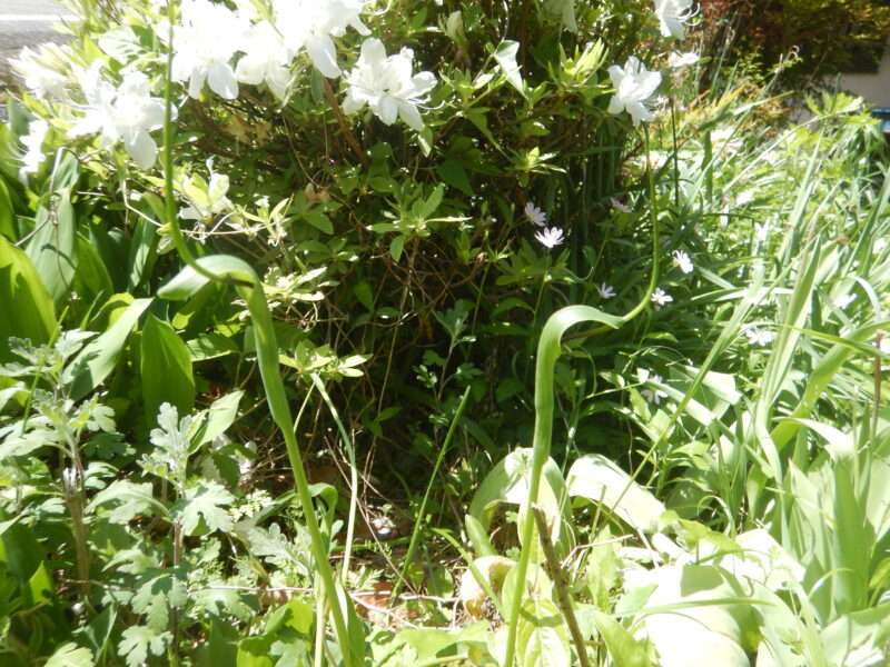 カラスビシャクの花
