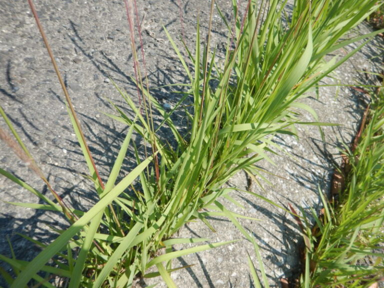 群生するチガヤ(千萱、茅)につく白い穂
