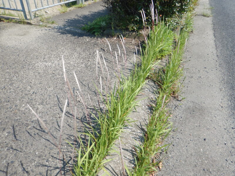 群生するチガヤ(千萱、茅)につく白い穂