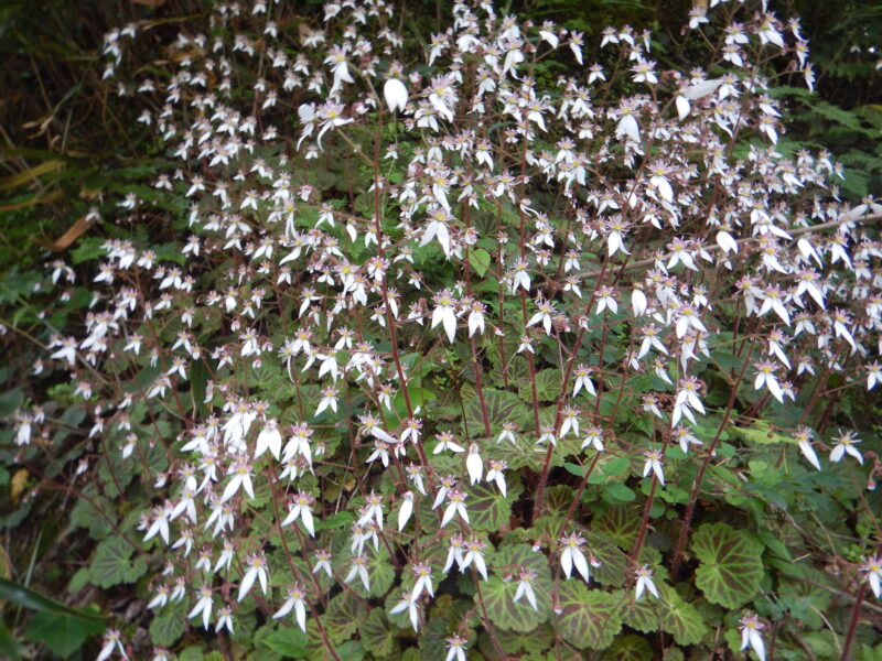 たくさんで咲くユキノシタ