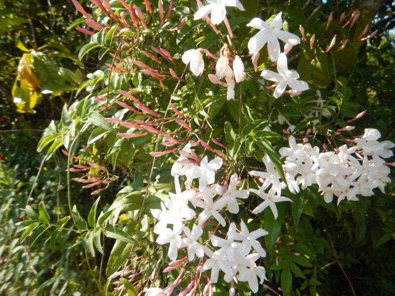 ハゴロモジャスミンの花とツボミ