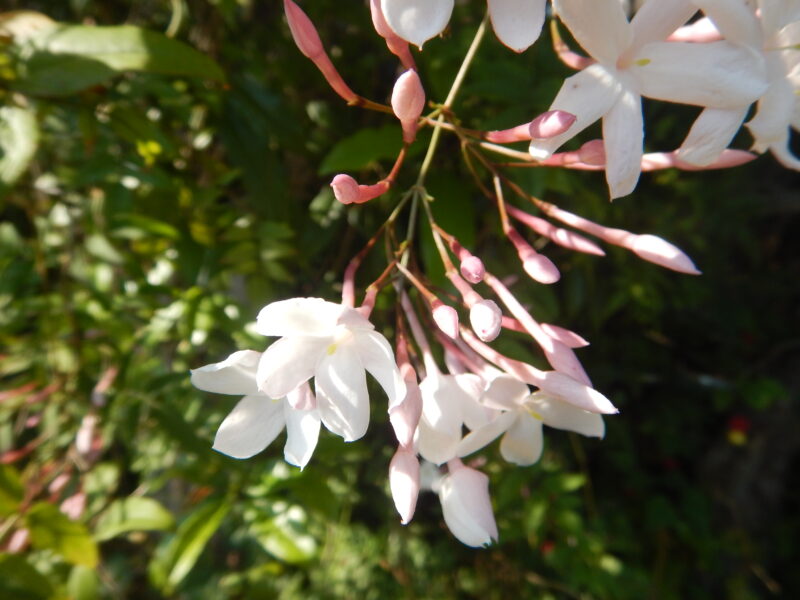 ハゴロモジャスミンの白い花