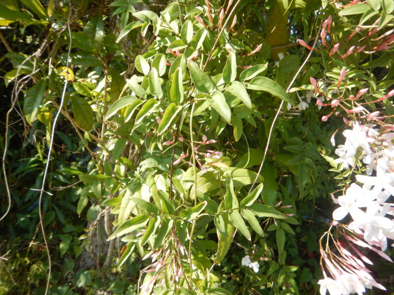 ハゴロモジャスミンの葉