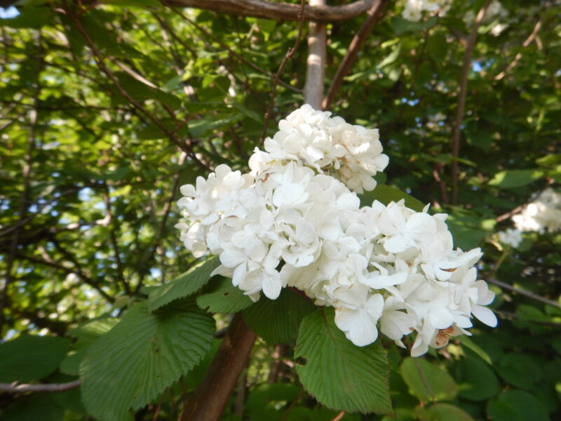 装飾花の白い花を咲かせるオオデマリ 大手毬 コデマリとの違い