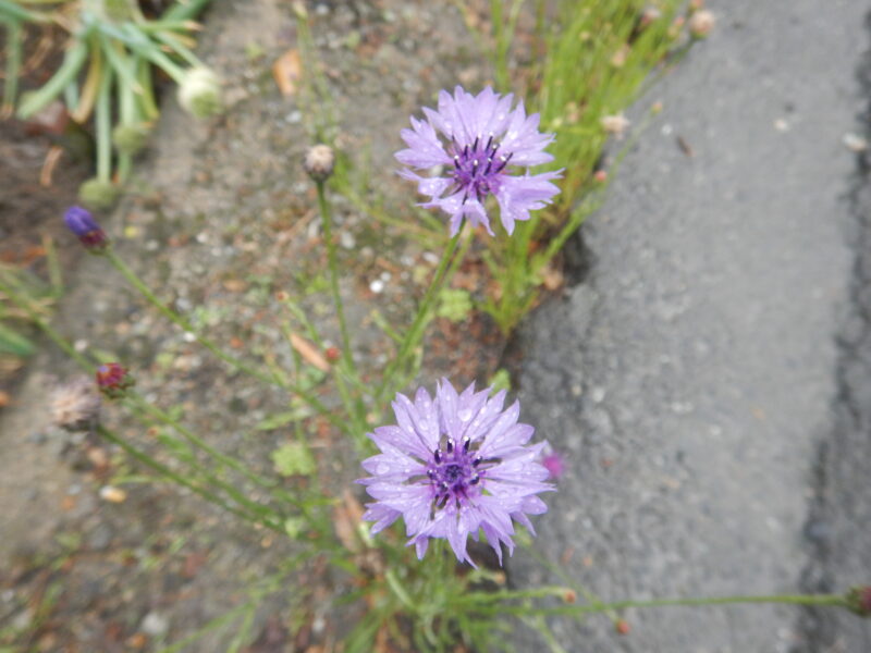 ヤグルマギクの青紫の花