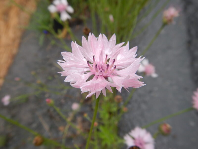 ヤグルマギクのピンクの花