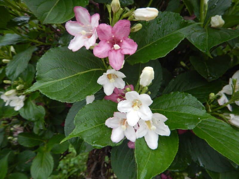 5 6月に咲くハコネウツギ 箱根空木 の白 ピンクや赤い花