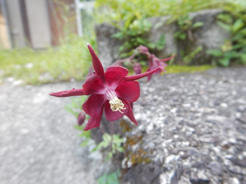 5月に咲くオダマキ 苧環 の赤い花