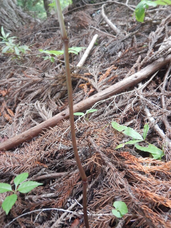 フタリシズカの茎