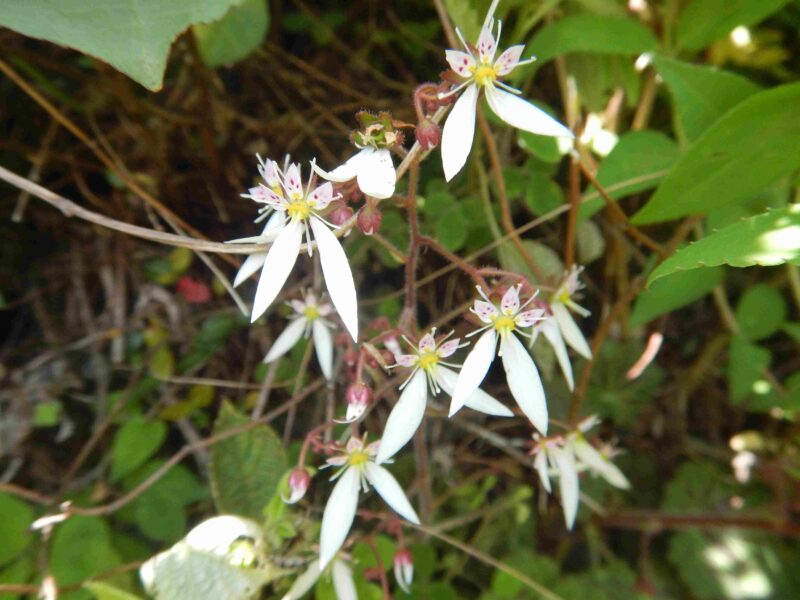 ユキノシタは 食べることができる野草で 初夏に白い花を咲かせます