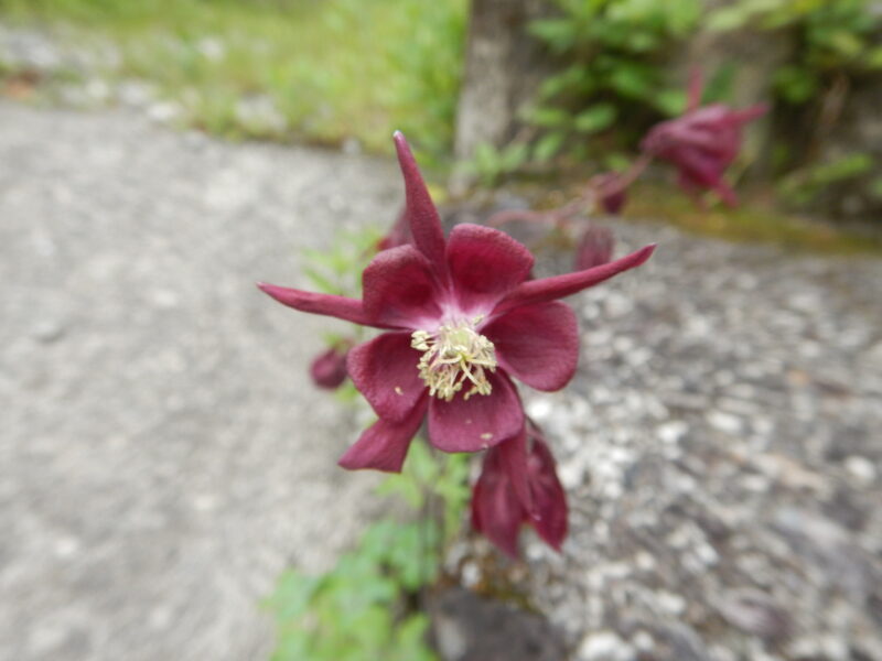 5月に咲くオダマキ 苧環 の赤い花