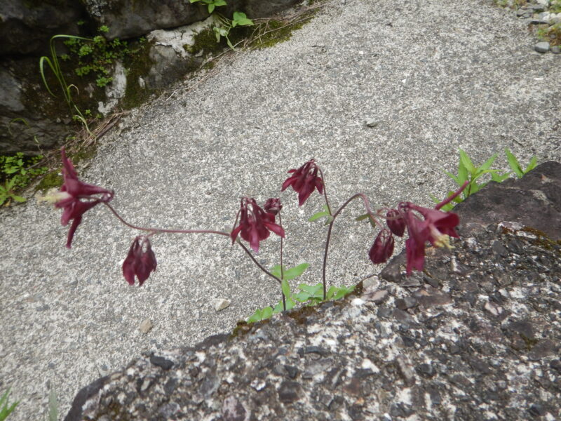 5月に咲くオダマキ 苧環 の赤い花