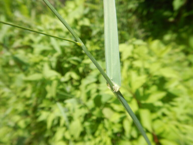 カモガヤ(鴨茅)の茎につく薄緑や薄紫色の小穂と花粉症