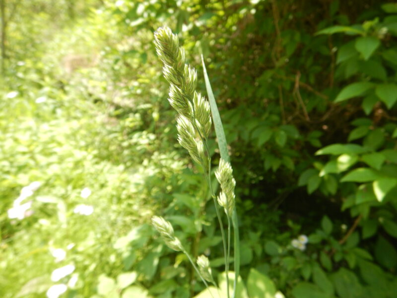 カモガヤ(鴨茅)の茎につく薄緑や薄紫色の小穂と花粉症