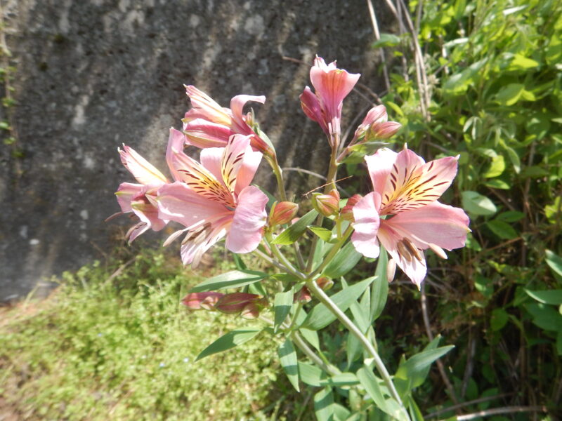 ユリズイセン アストロメリア は花弁に縞模様がつき 葉はねじれます