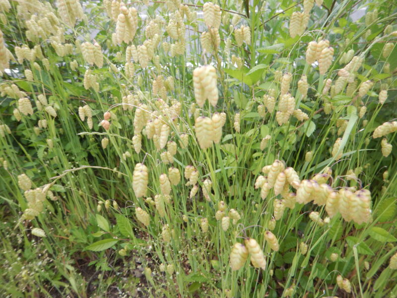 5 6月に咲く コバンソウ 小判草 の花穂