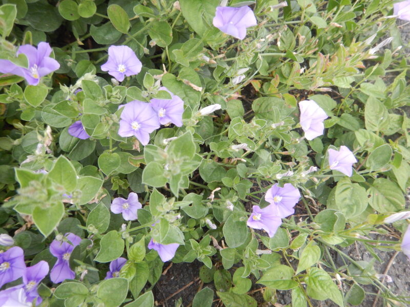 地面にそって伸びて咲くアメリカンブルーの青い花