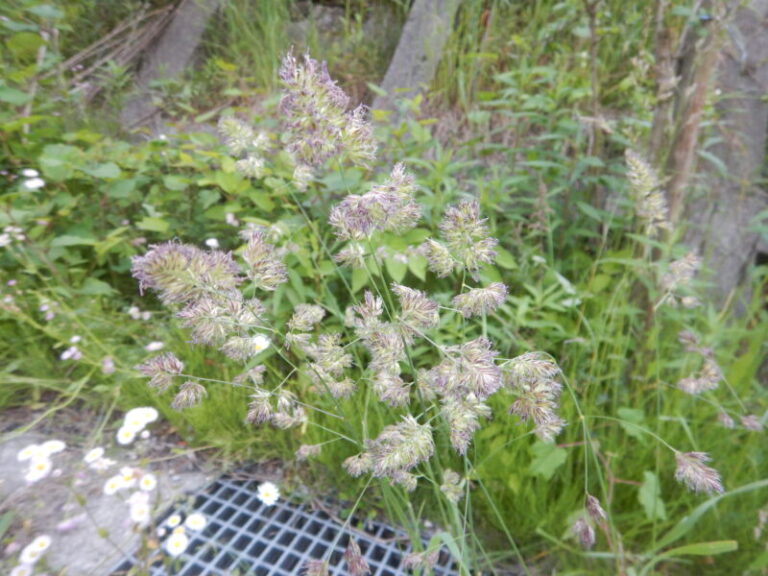 カモガヤ(鴨茅)の茎につく薄緑や薄紫色の小穂と花粉症