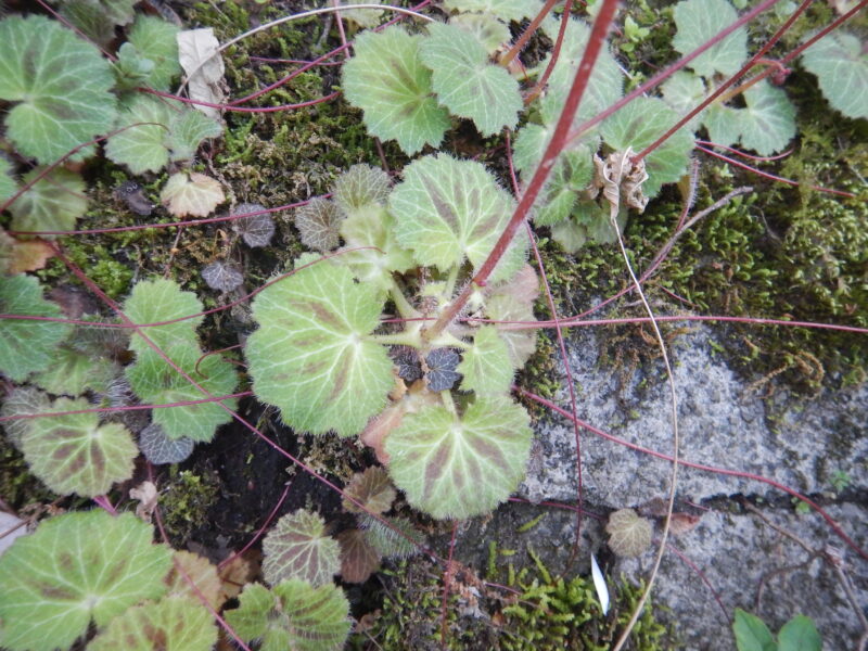 美しい ユキノシタの葉 10枚 Www Takemetotheriver Ca 美しい ユキノシタの葉 10枚 Www Takemetotheriver Ca