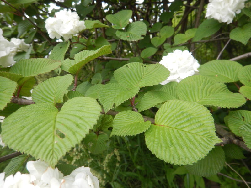 装飾花の白い花を咲かせるオオデマリ 大手毬 コデマリとの違い