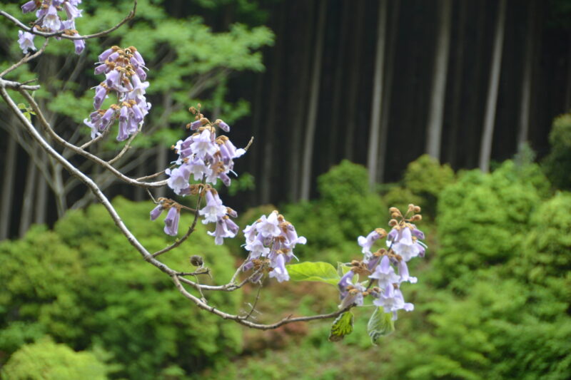 5月に咲くキリ 桐 の紫の花と 冬の花芽や実のようす