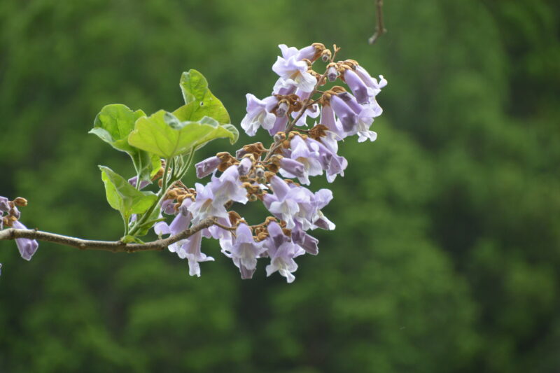 5月に咲くキリ 桐 の紫の花と 冬の花芽や実のようす