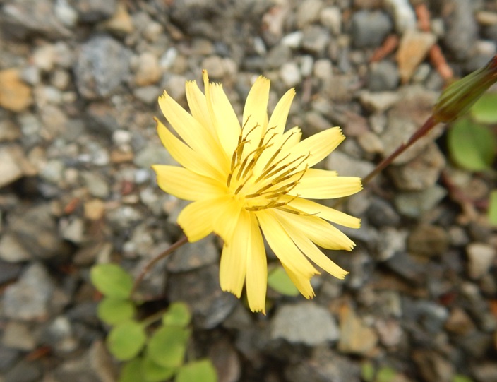 ジシバリ