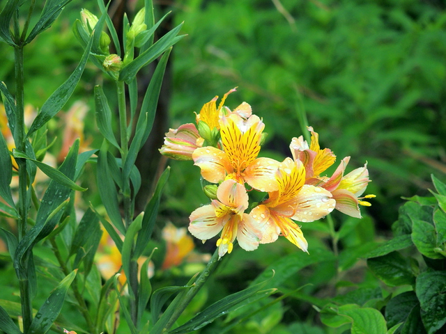 ユリズイセン アストロメリア は花弁に縞模様がつき 葉はねじれます