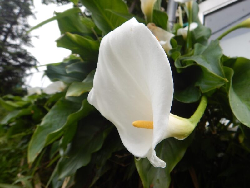 ミズバショウににたオランダカイウ カラー の白い花