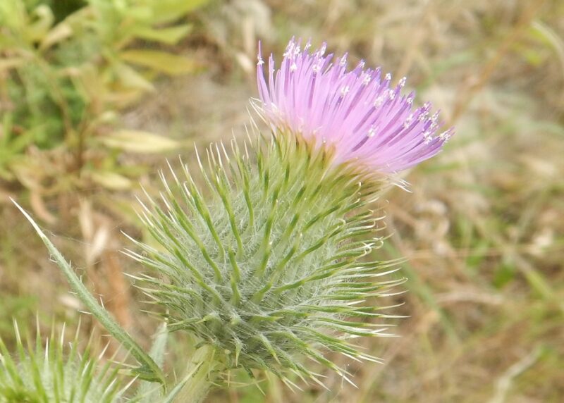 ノアザミ 野薊 は葉に鋭いトゲがつき ピンクの花を咲かせます