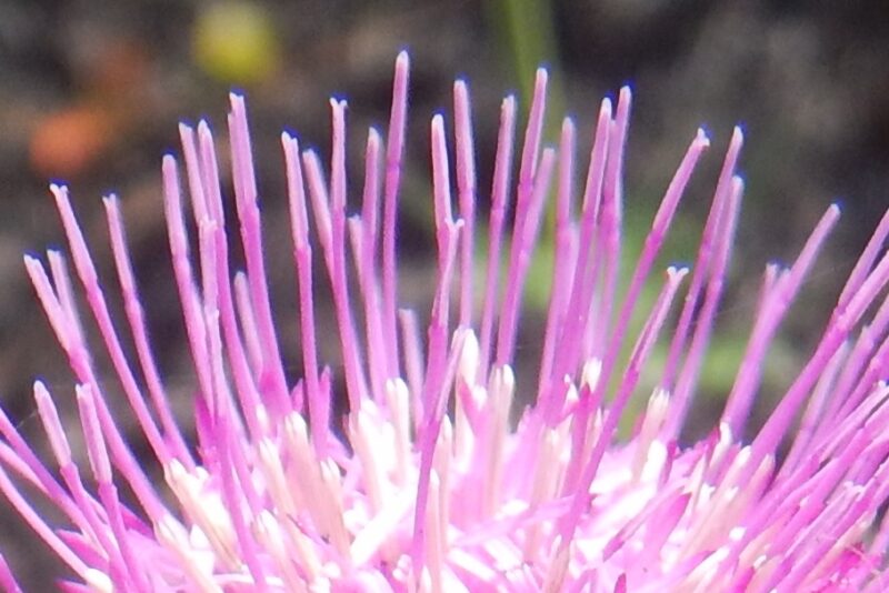 ノアザミ 野薊 は葉に鋭いトゲがつき ピンクの花を咲かせます
