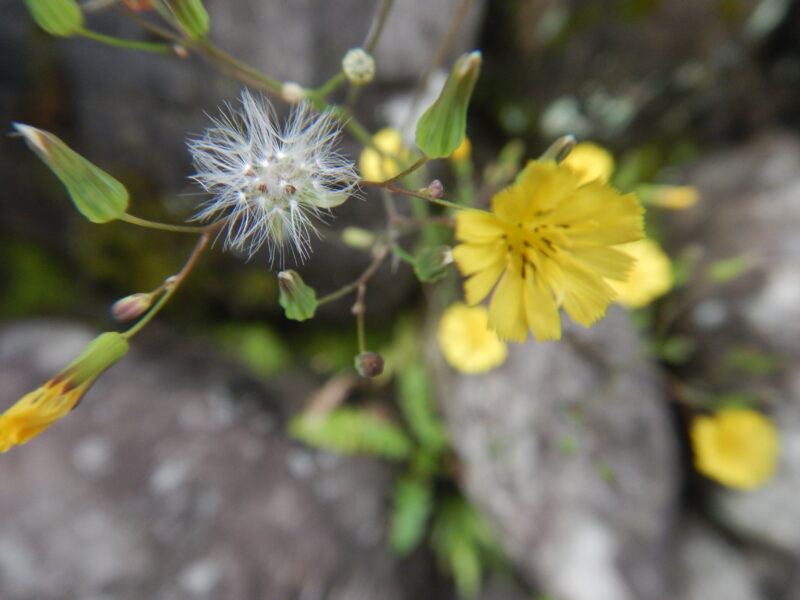 オニタビラコの花と綿毛