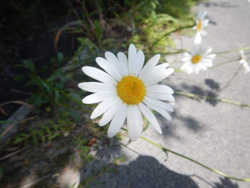 初夏に咲くフランスギク 仏蘭西菊 の白い花 マーガレットとの違い