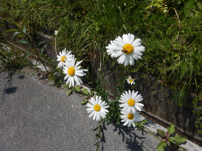 初夏に咲くフランスギク 仏蘭西菊 の白い花 マーガレットとの違い
