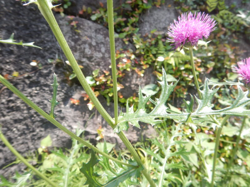 ノアザミ 野薊 は葉に鋭いトゲがつき ピンクの花を咲かせます