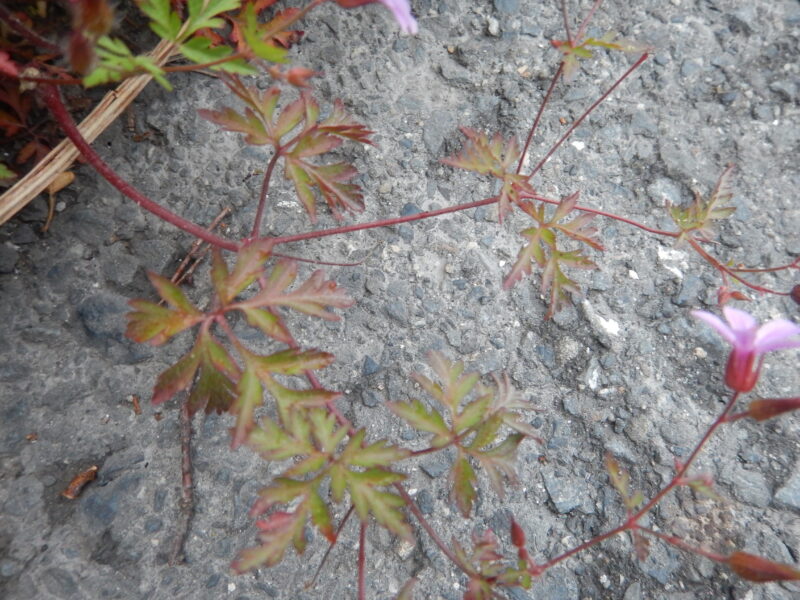 ヒメフウロの茎と葉