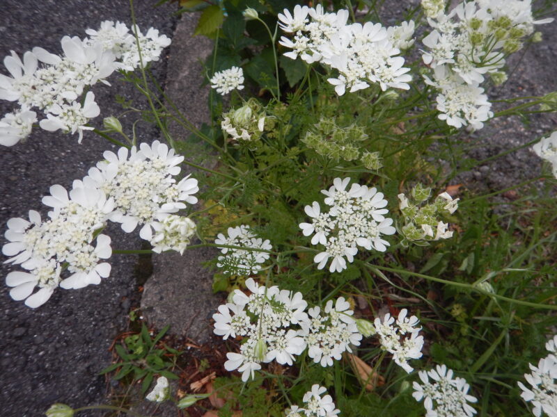 レース編みのようなオルレア オルラヤ の白い花