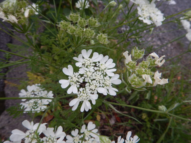 レース編みのようなオルレア オルラヤ の白い花