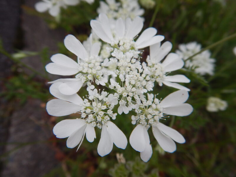 オルレアの白い花